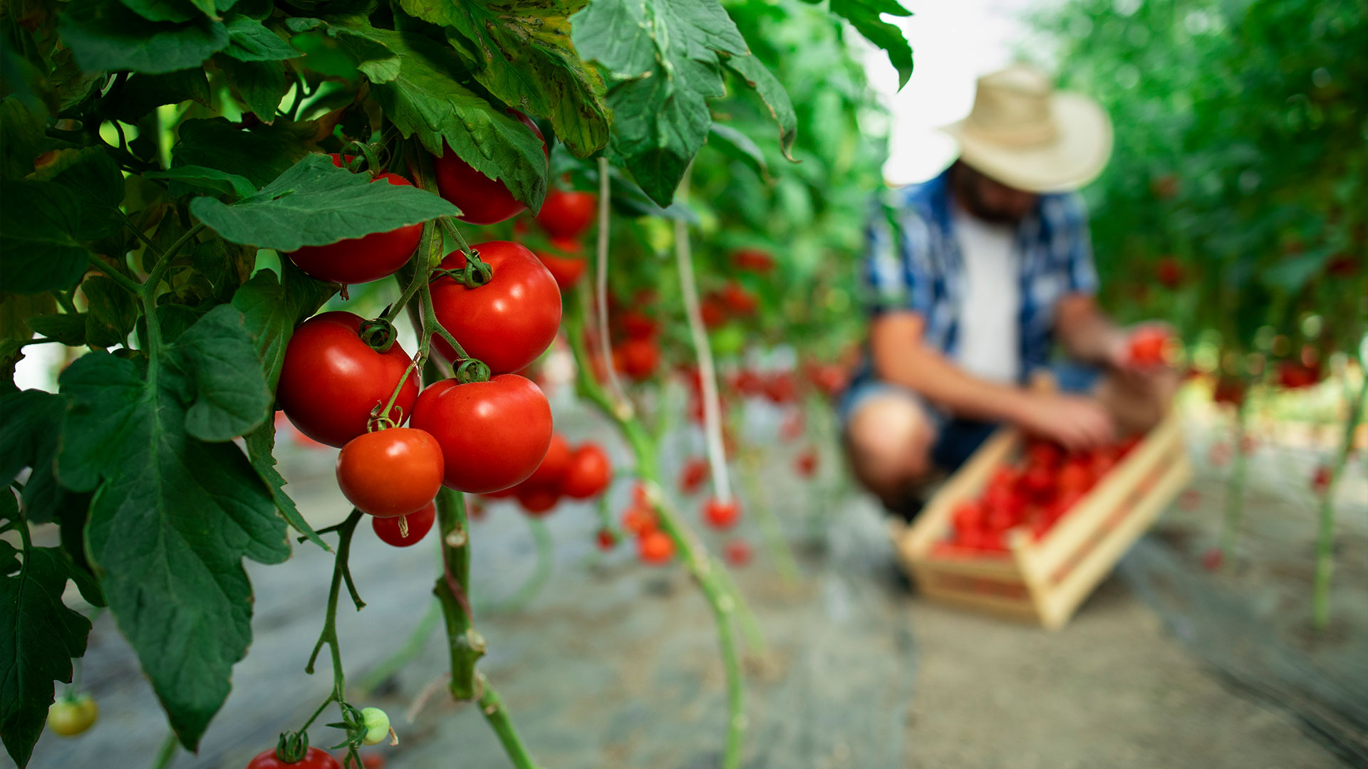 Alimentos orgánicos