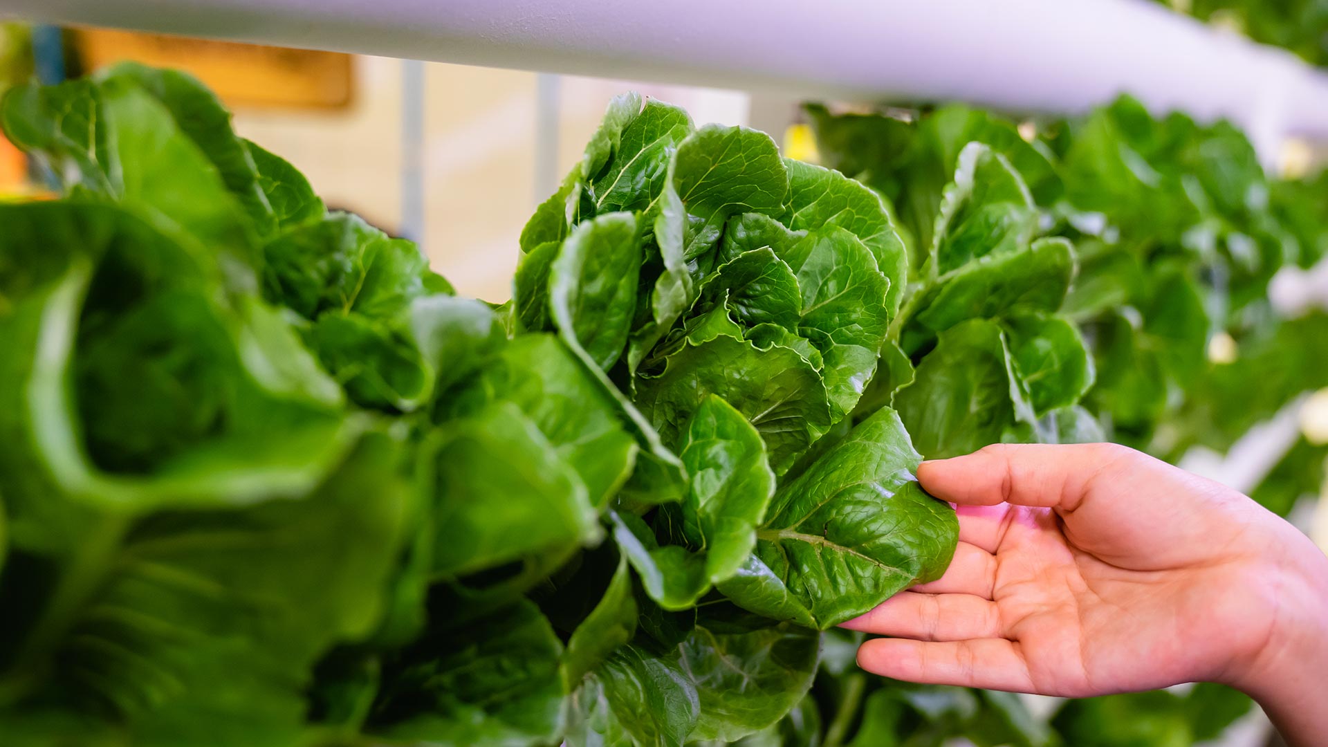 Vertical Farming