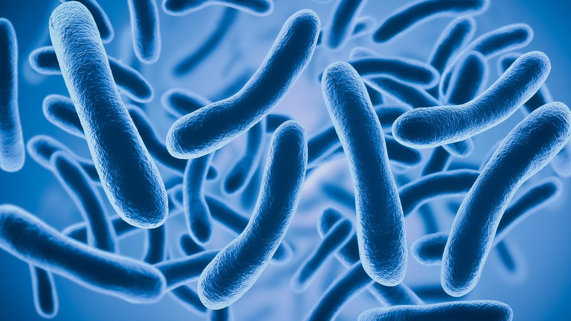 Microbiota intestinal